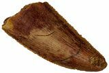 Serrated, Raptor Tooth - Real Dinosaur Tooth #296720-1